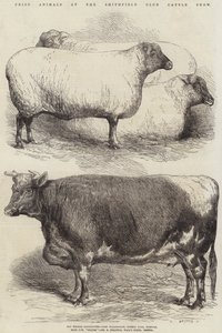 Animales premiados en la Exposición de Ganado del Club Smithfield
